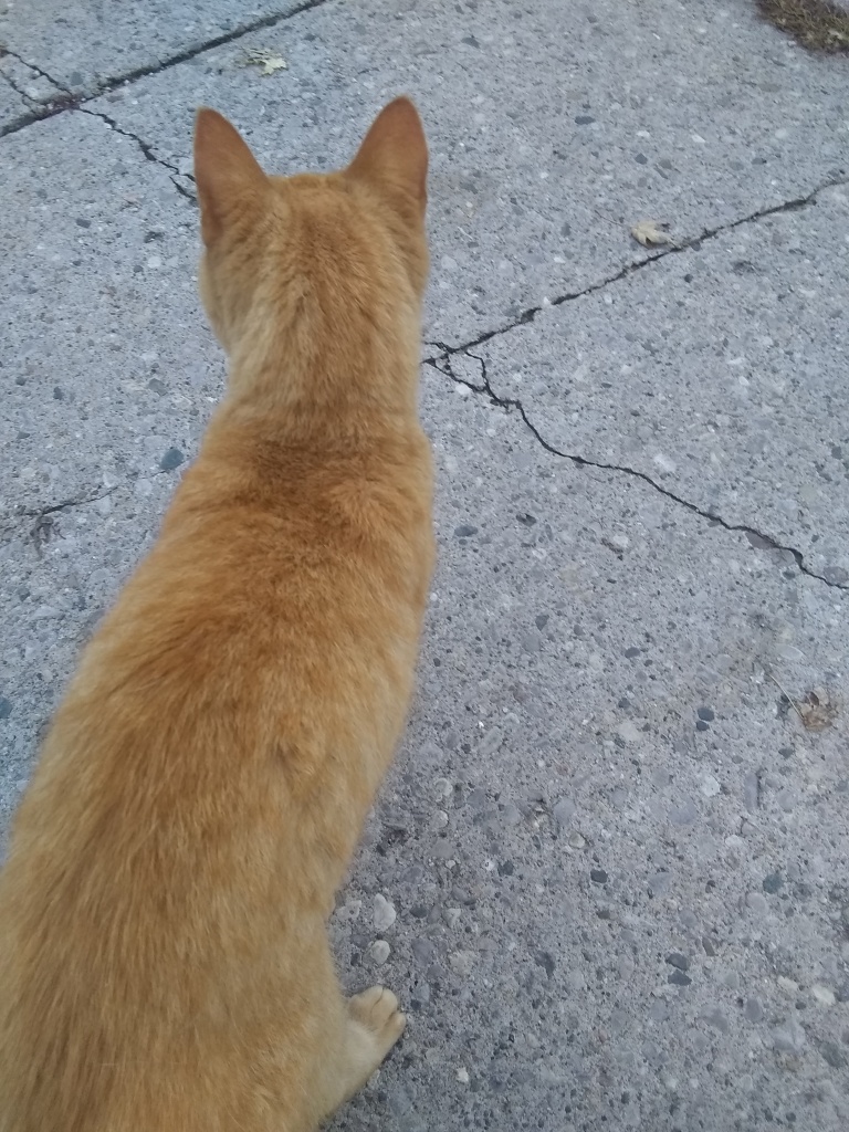 Street cat facing away. Naturally.